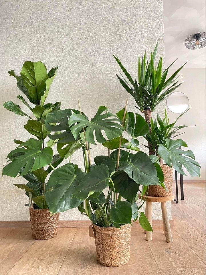 3 for 120 - Ficus Lyrata, Monstera & Yucca, Ficus, In pot, Minder dan 100 cm, Groene kamerplant