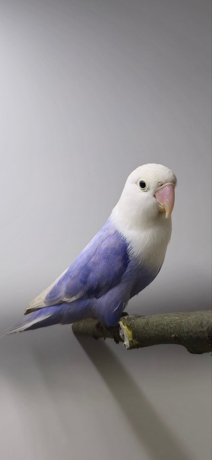 agapornis fischeri pastel opaline, Dieren en Toebehoren, Vrouwelijk, Dwergpapegaai of Agapornis, Geringd
