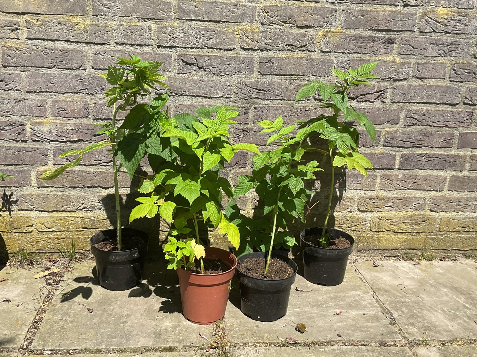 Mooie frambozen stekken. KOOPJE!!!, Vaste plant, Ophalen of Verzenden, Halfschaduw, Fruitplanten