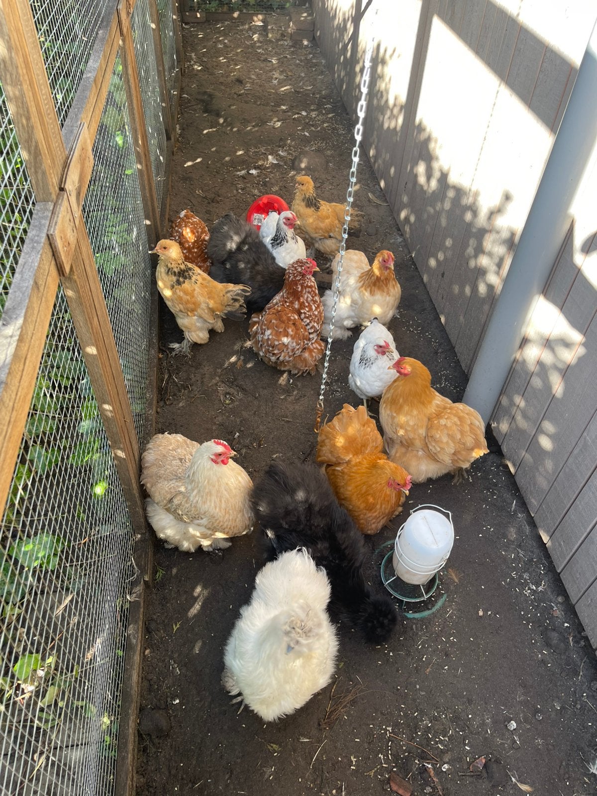 Mooie hennen te koop, Dieren en Toebehoren, Vrouwelijk, Kip