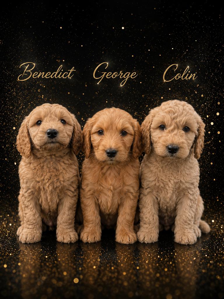 Kleine Labradoodle F4 Multigen medium pups Poedel x Labrador, Dieren en Toebehoren, Overige rassen, 8 tot 15 weken, Parvo, Meerdere