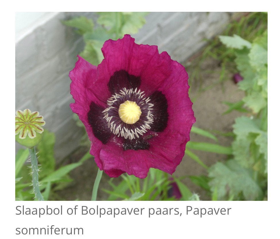 Zaden van paarse bolpapaver, Ophalen of Verzenden, Volle zon, Zaad