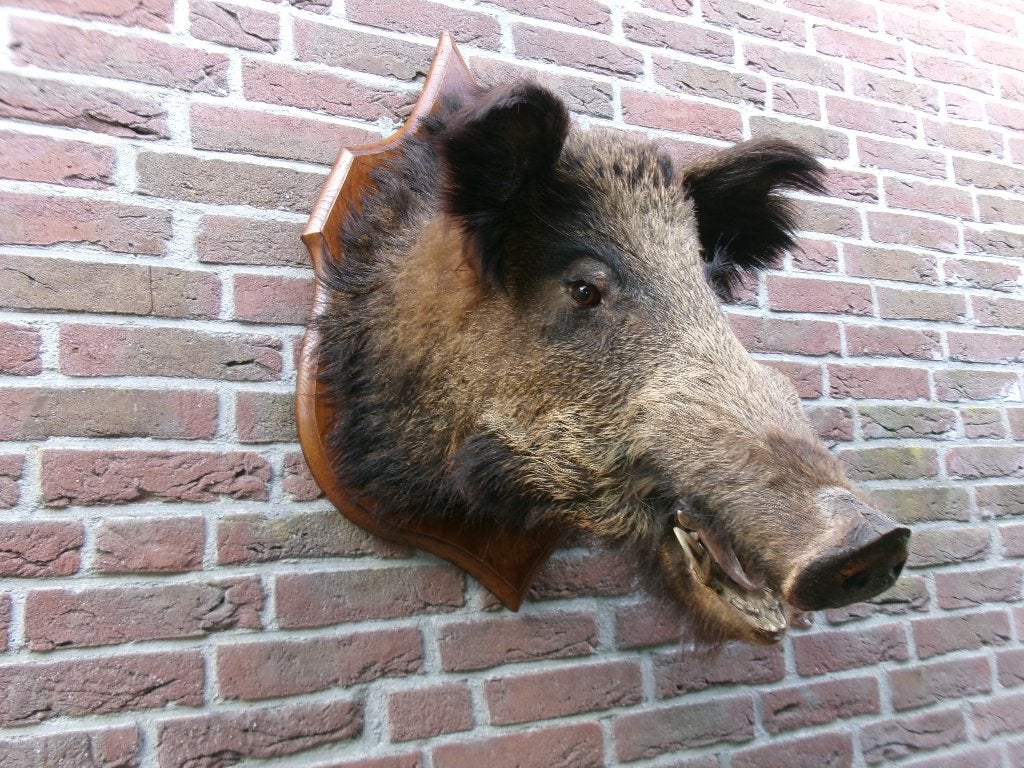 Schitterend groot opgezet wild zwijn uit Frankrijk, Ophalen of Verzenden, Zo goed als nieuw, Wild dier, Opgezet dier