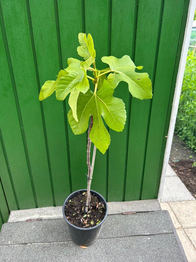 Vijgenboom (Ficus carica) - Jonge plant in pot, Tuin en Terras, Planten | Tuinplanten, Ophalen, Volle zon, Vaste plant, Zomer