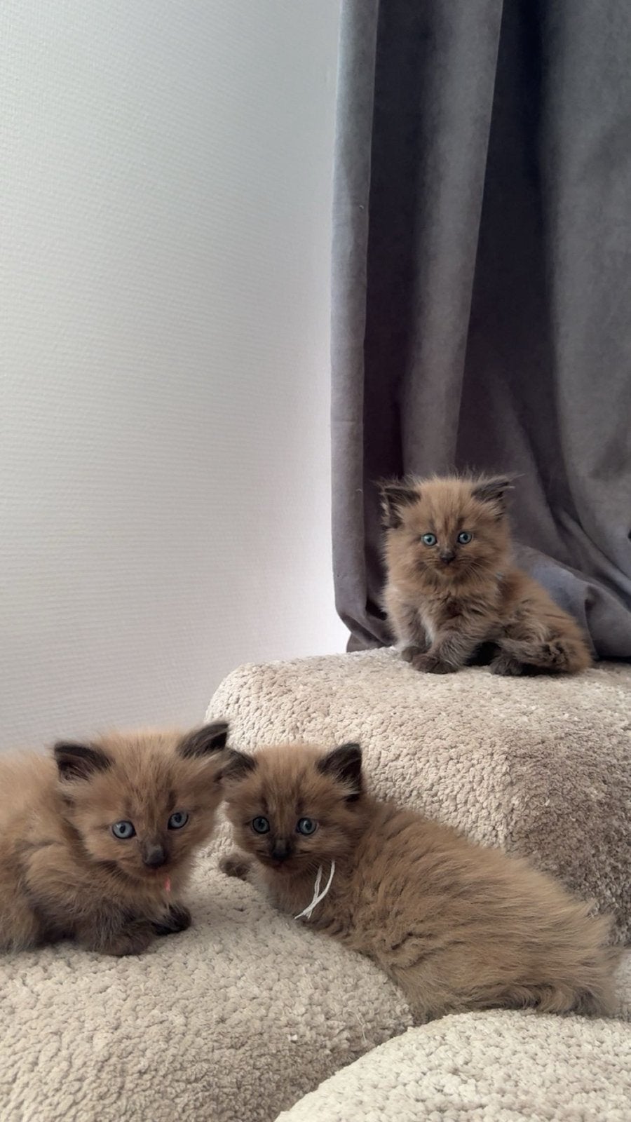 Sealmink / sealpoint ragdoll kittens ter reservering!, Meerdere dieren, Ontwormd