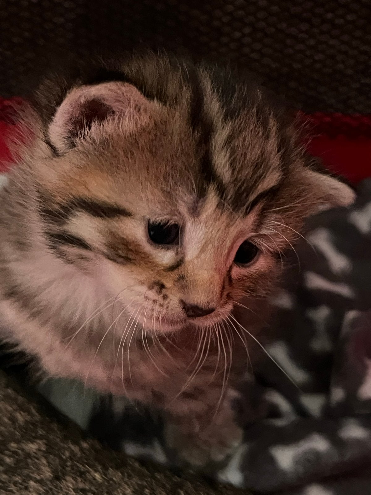 Kittens vrouwtjes