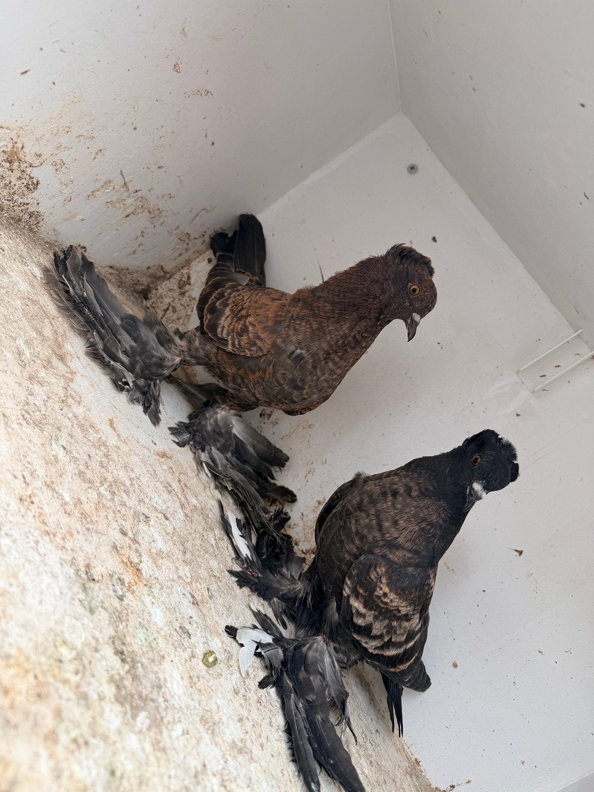Twee duivenhokken en duiven gratis af te halen Alles gratis, Dieren en Toebehoren, Vogels | Hokken en Kooien, Ophalen of Verzenden