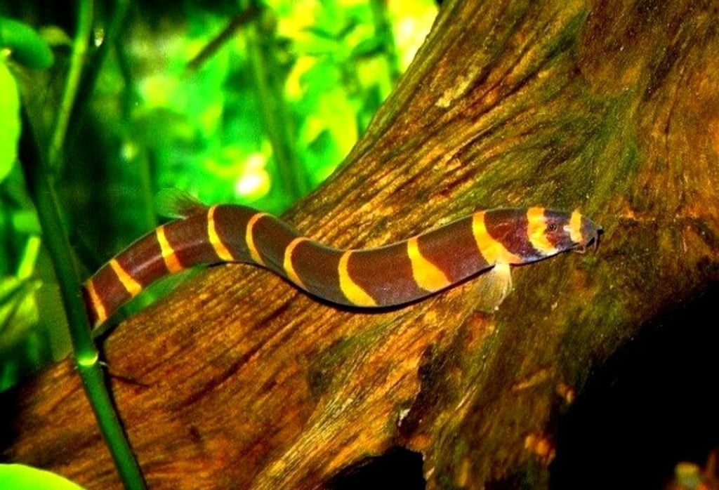 Kuhlii loach Sumatra - Indische modderkruiper, Dieren en Toebehoren, Vis, Zoetwatervis