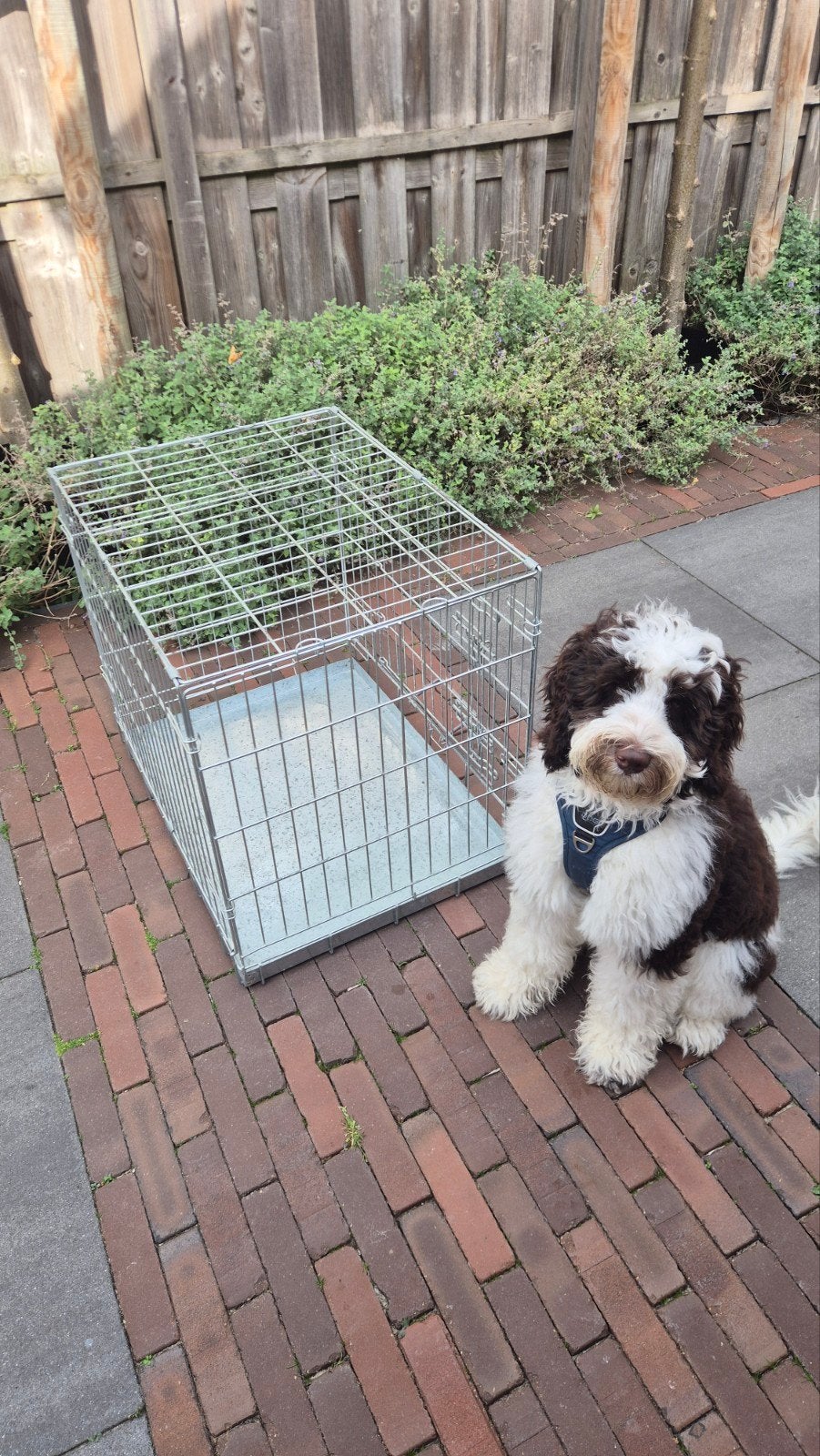 handige bench, voor mij te klein. (exclusief hond), Dieren en Toebehoren, Ophalen, Gebruikt