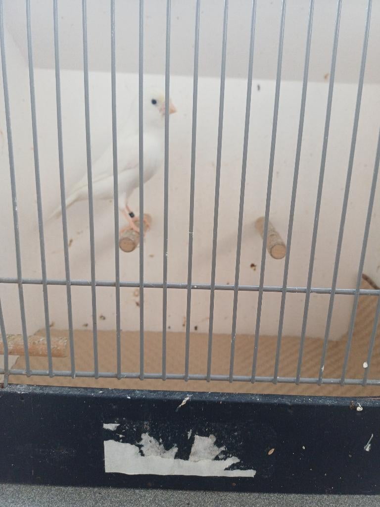 Witte kanarie, Dieren en Toebehoren, Vogels | Kanaries, Meerdere dieren, Kleurkanarie