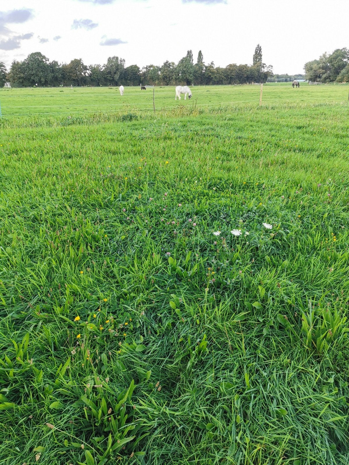 flinke weide voor begrazing schapen