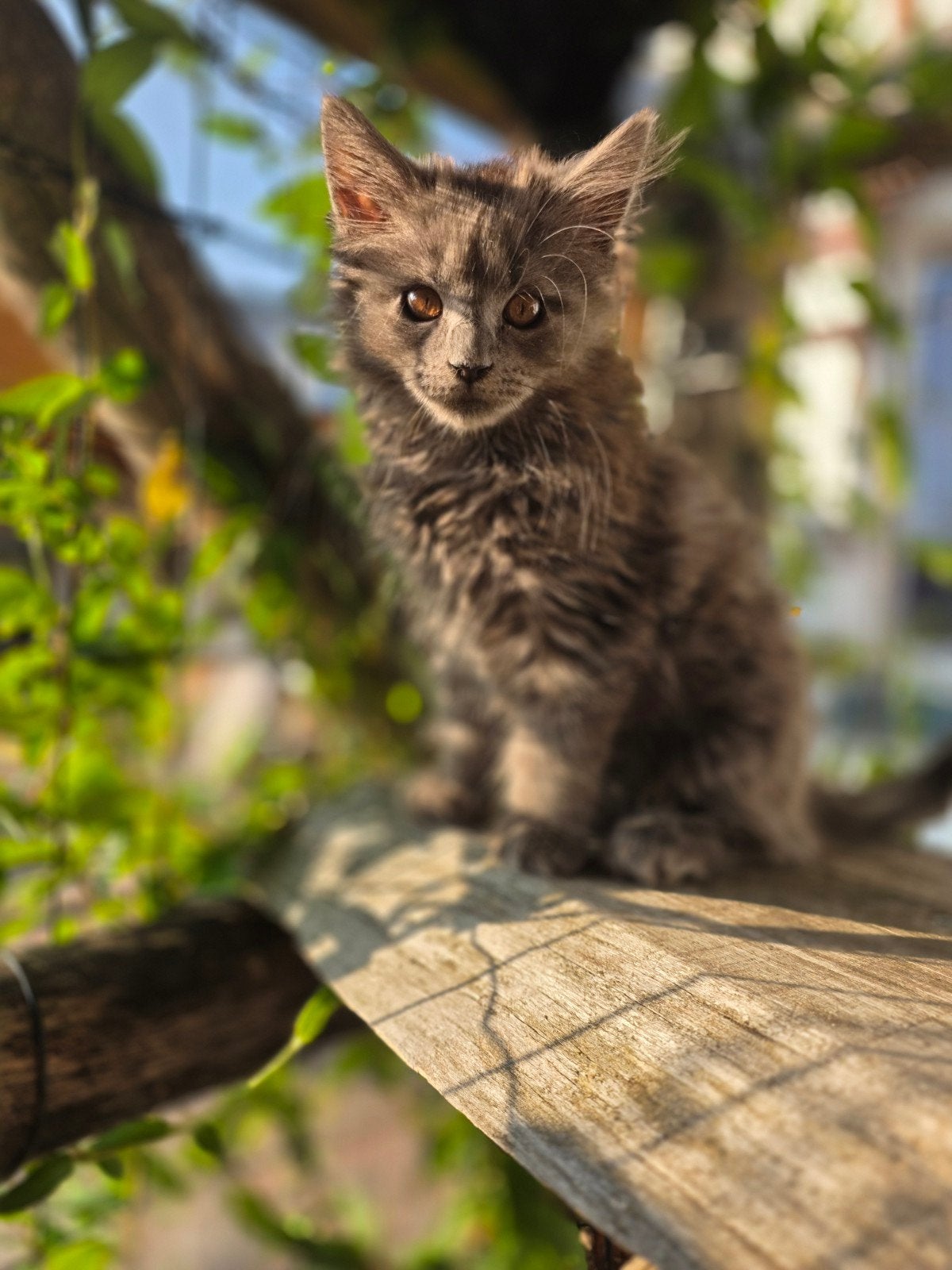 Aanhankelijke Maine Coon kitten XXL, Dieren en Toebehoren, Katten en Kittens | Raskatten | Langhaar, Poes, Ontwormd, 0 tot 2 jaar