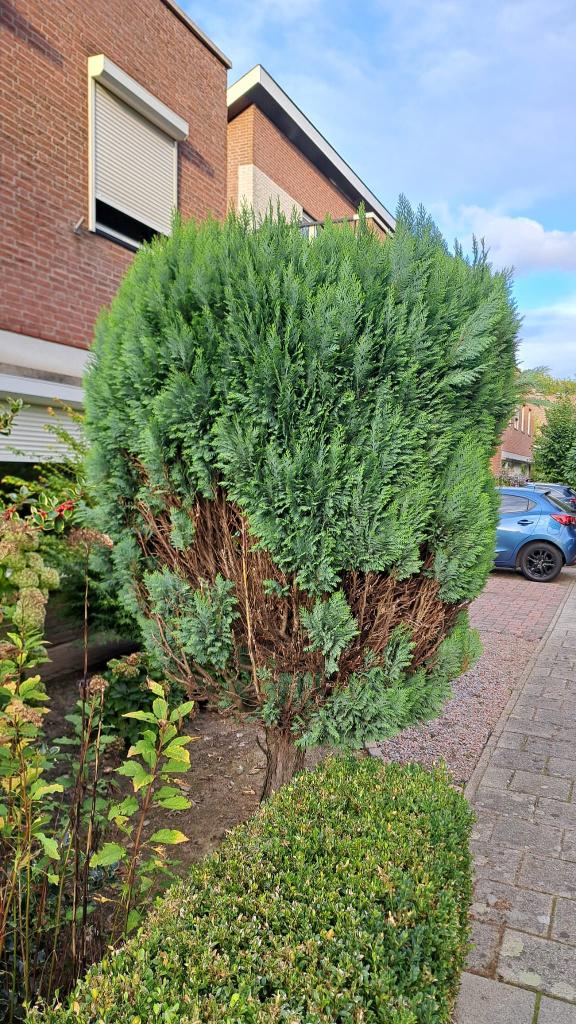 Grote conifeer hoogte 2,5mtr Gratis ophalen, zelf uitsteken, Ophalen, Bloeit niet, Halfschaduw, Overige soorten