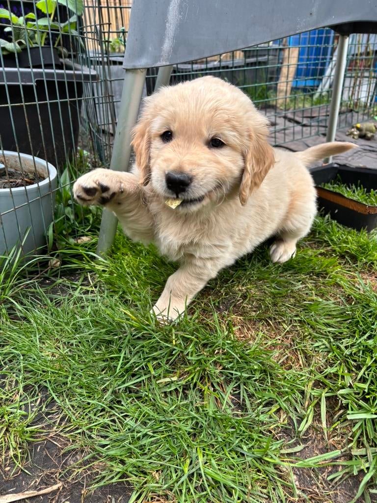 Golden retriever puppys, Golden retriever, Reu, 8 tot 15 weken, Parvo