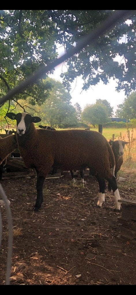 Mooie Nederlands Zwartbles Schapen fokrammen 2026, Dieren en Toebehoren, Schapen, Geiten en Varkens, Mannelijk, Schaap, 0 tot 2 jaar