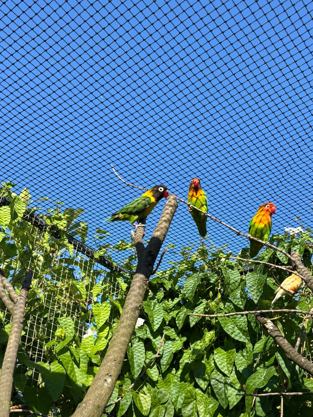 Agapornissen, Meerdere dieren, Dwergpapegaai of Agapornis, Tam