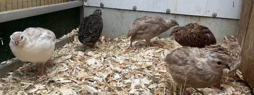 7 japanse kwartel hanen, Dieren en Toebehoren, Mannelijk