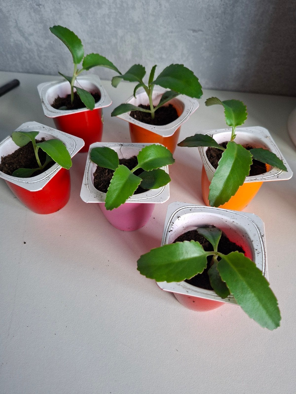 Stekjes Mother of Thousands (Kalanchoe Daigremontiana), Ophalen, Vetplant, Halfschaduw, Minder dan 100 cm