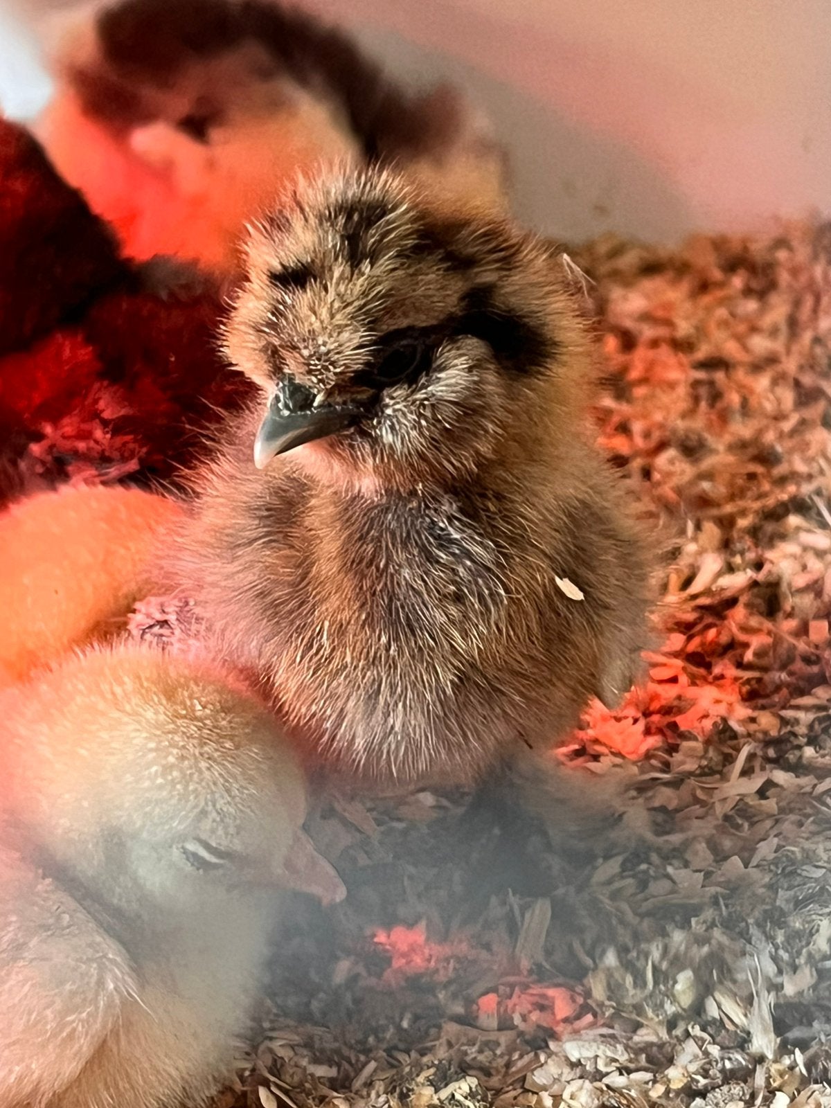 Usa zijdehoen kuikens en cochinkriel kuikens. Cloaca gesekst, Dieren en Toebehoren, Pluimvee, Vrouwelijk, Kip