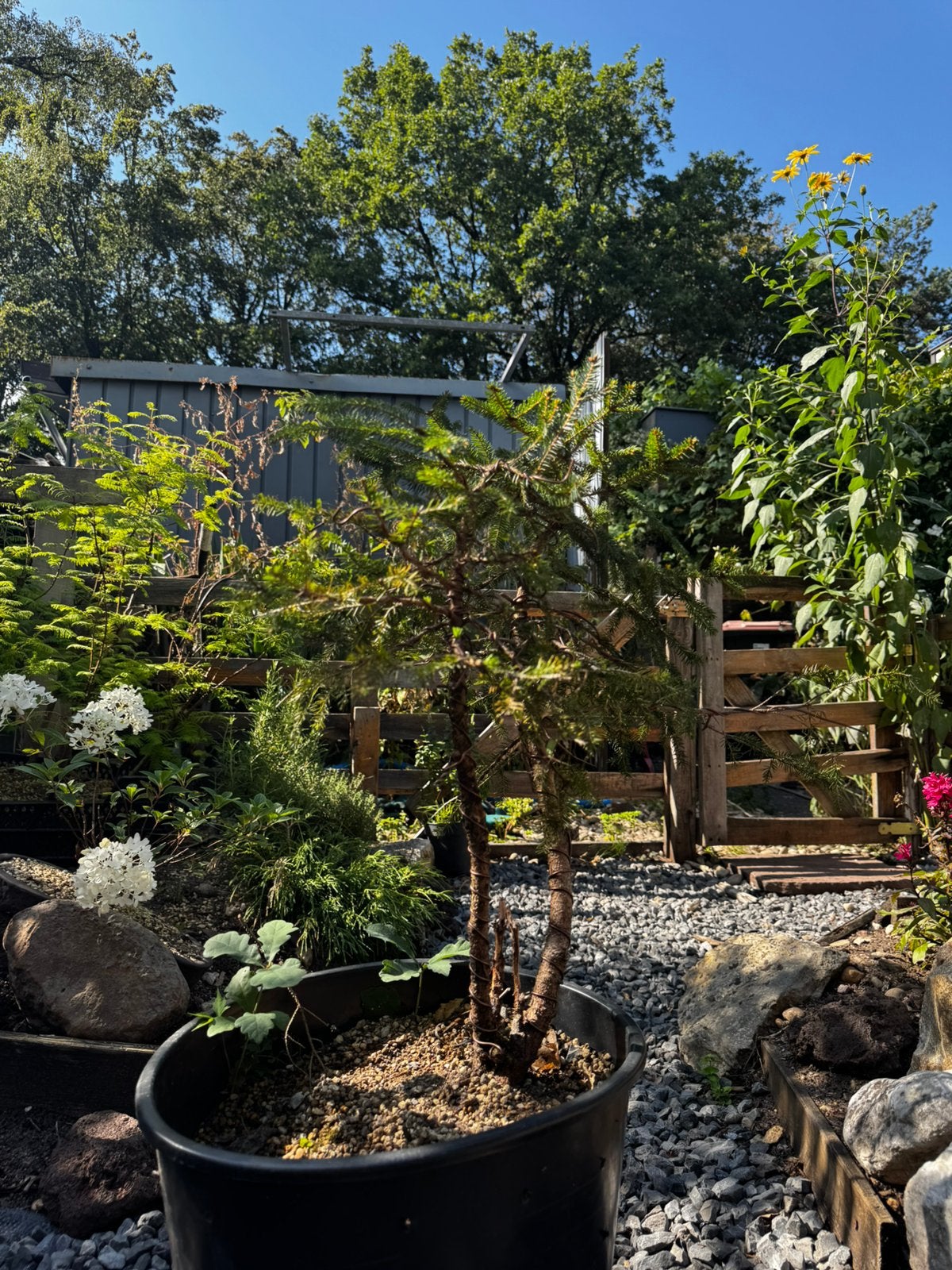 Picea bonsai, Tuin en Terras, Planten | Bomen, Ophalen
