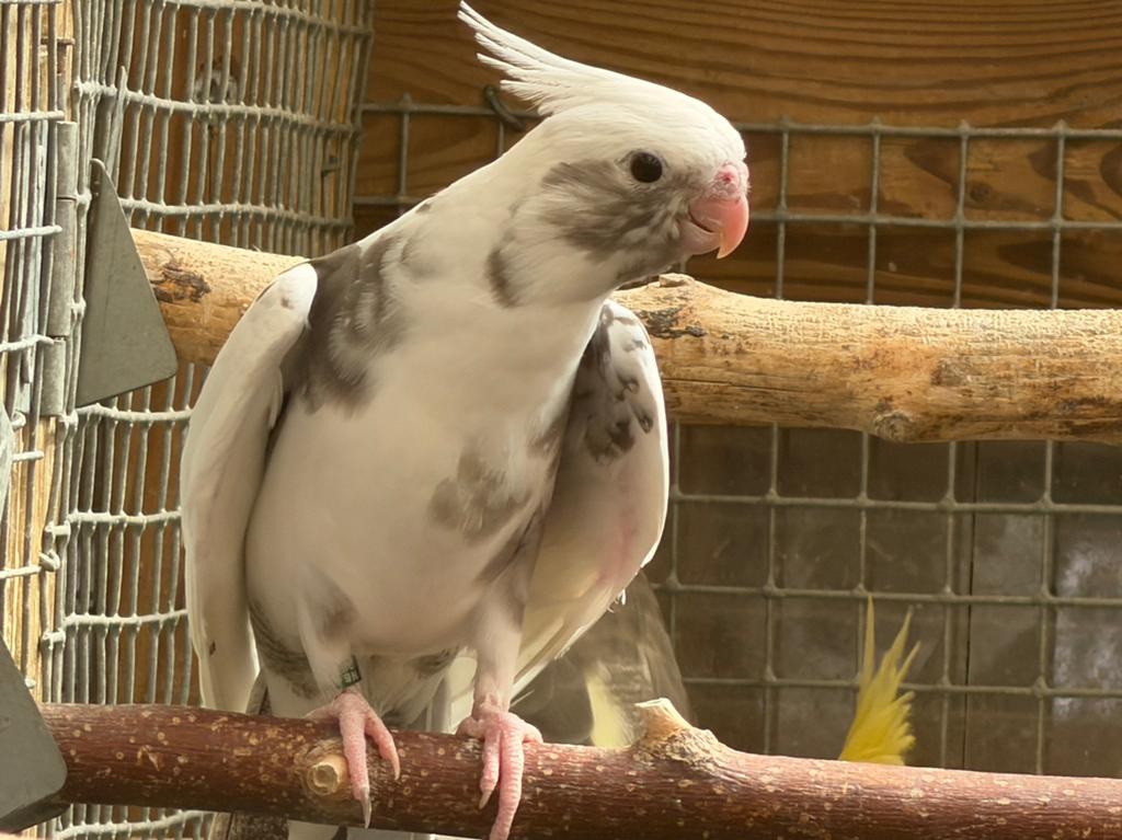 Jong valkparkiet, Dieren en Toebehoren, Vogels | Parkieten en Papegaaien, Geslacht onbekend, Parkiet, Geringd