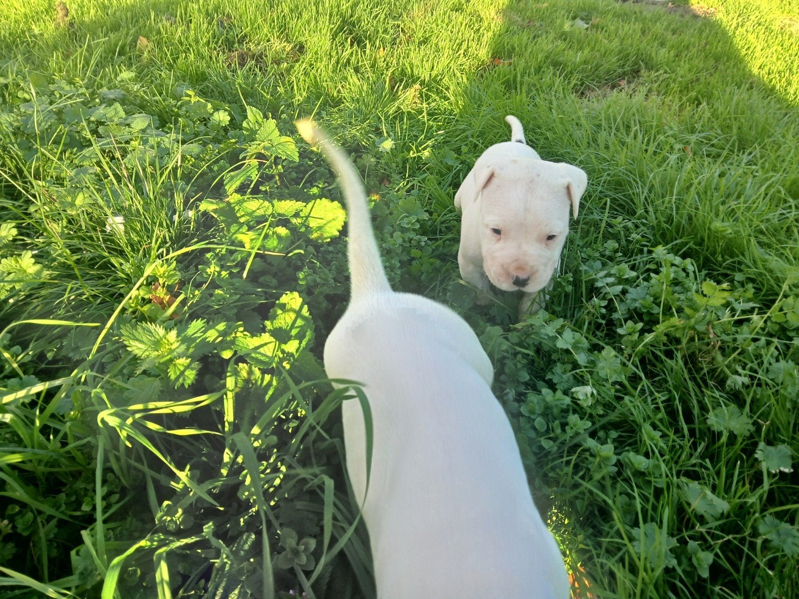 dogo argentino puppy's, Overige rassen, 8 tot 15 weken, Meerdere, Meerdere dieren
