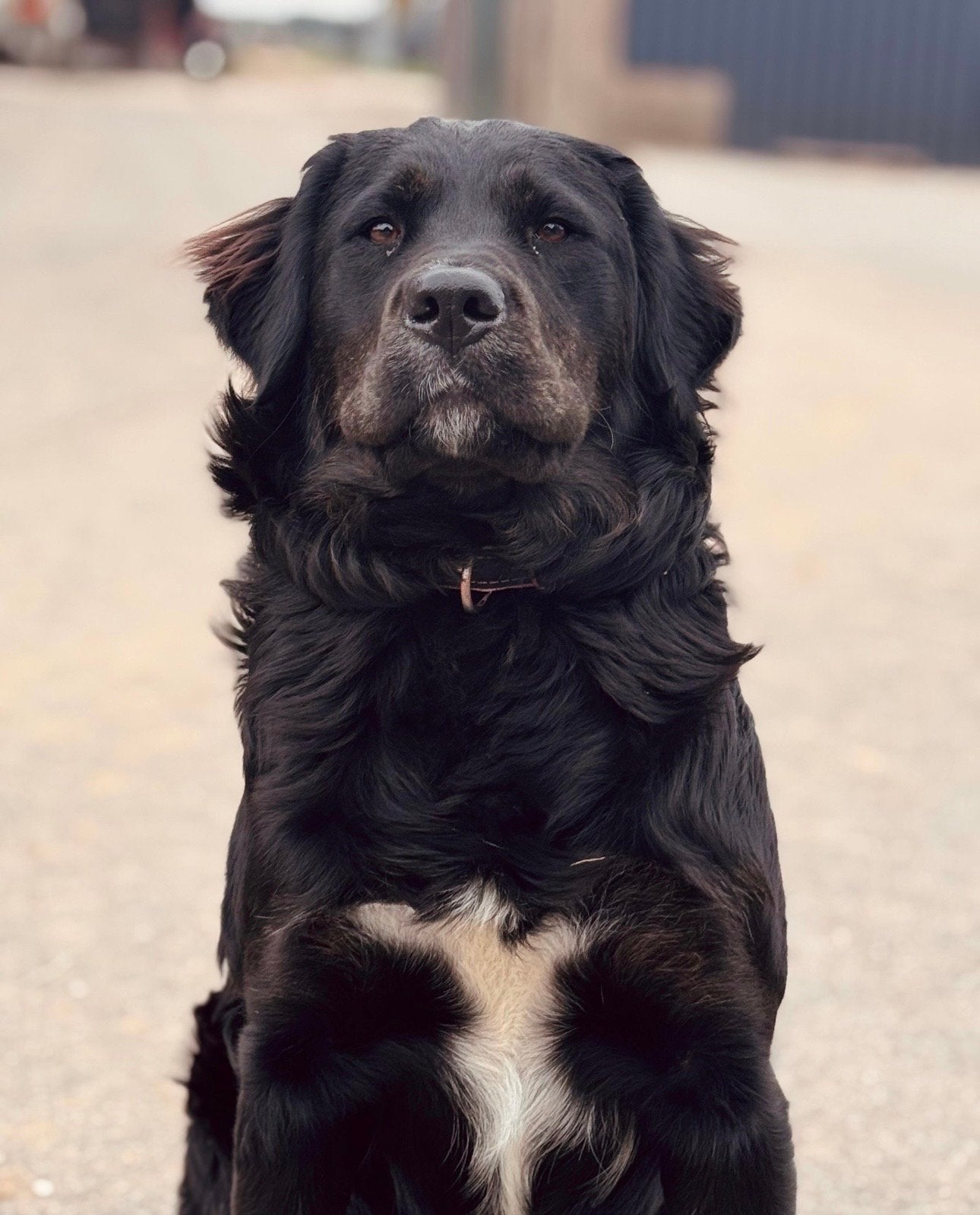 Boulab/ Berner sennen Puppy’s verwacht, Dieren en Toebehoren, Honden | Niet-rashonden, CDV (hondenziekte), 1 tot 2 jaar, Meerdere