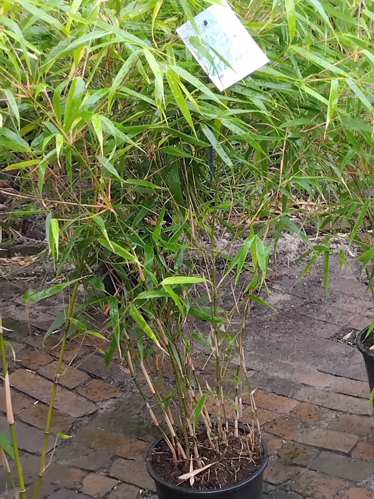 11 euro per stuk wilt u meer veel korting, Vaste plant, Siergrassen, Ophalen of Verzenden, Bloeit niet