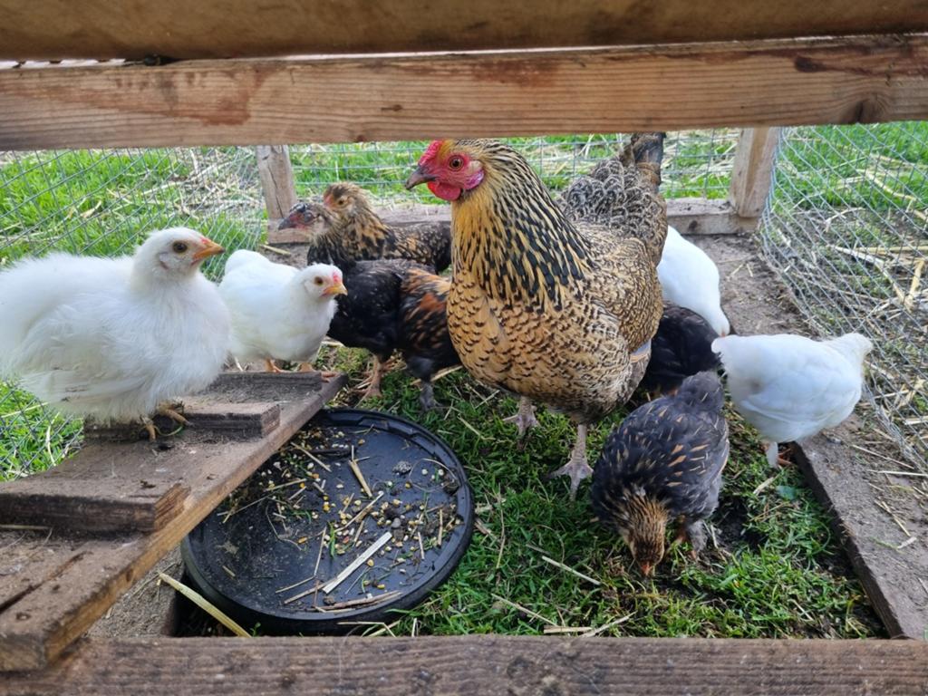 Krielkip: Verschillende kuikens te koop, Dieren en Toebehoren, Pluimvee