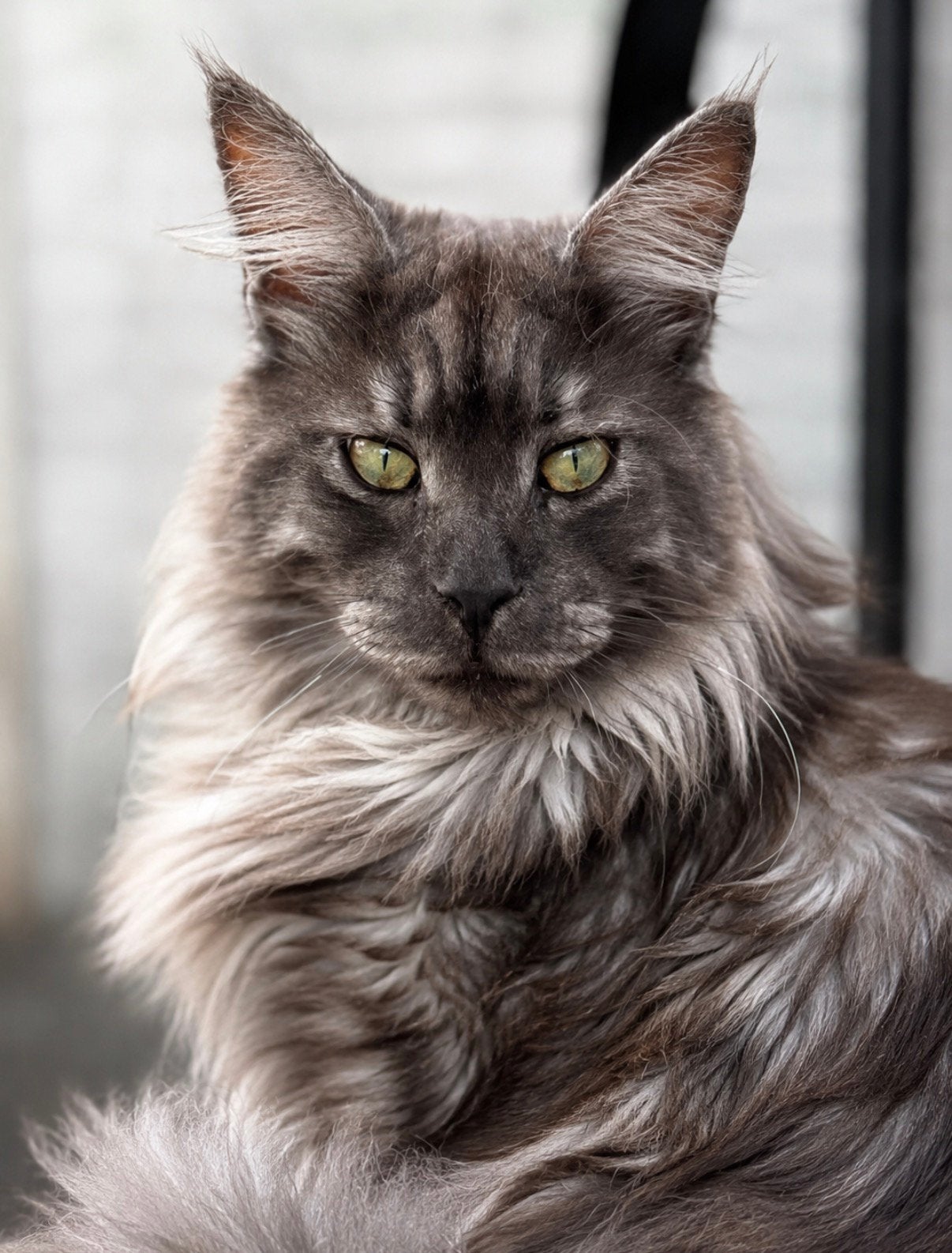 Black Smoke Maine Coon Dekkater, 0 tot 2 jaar