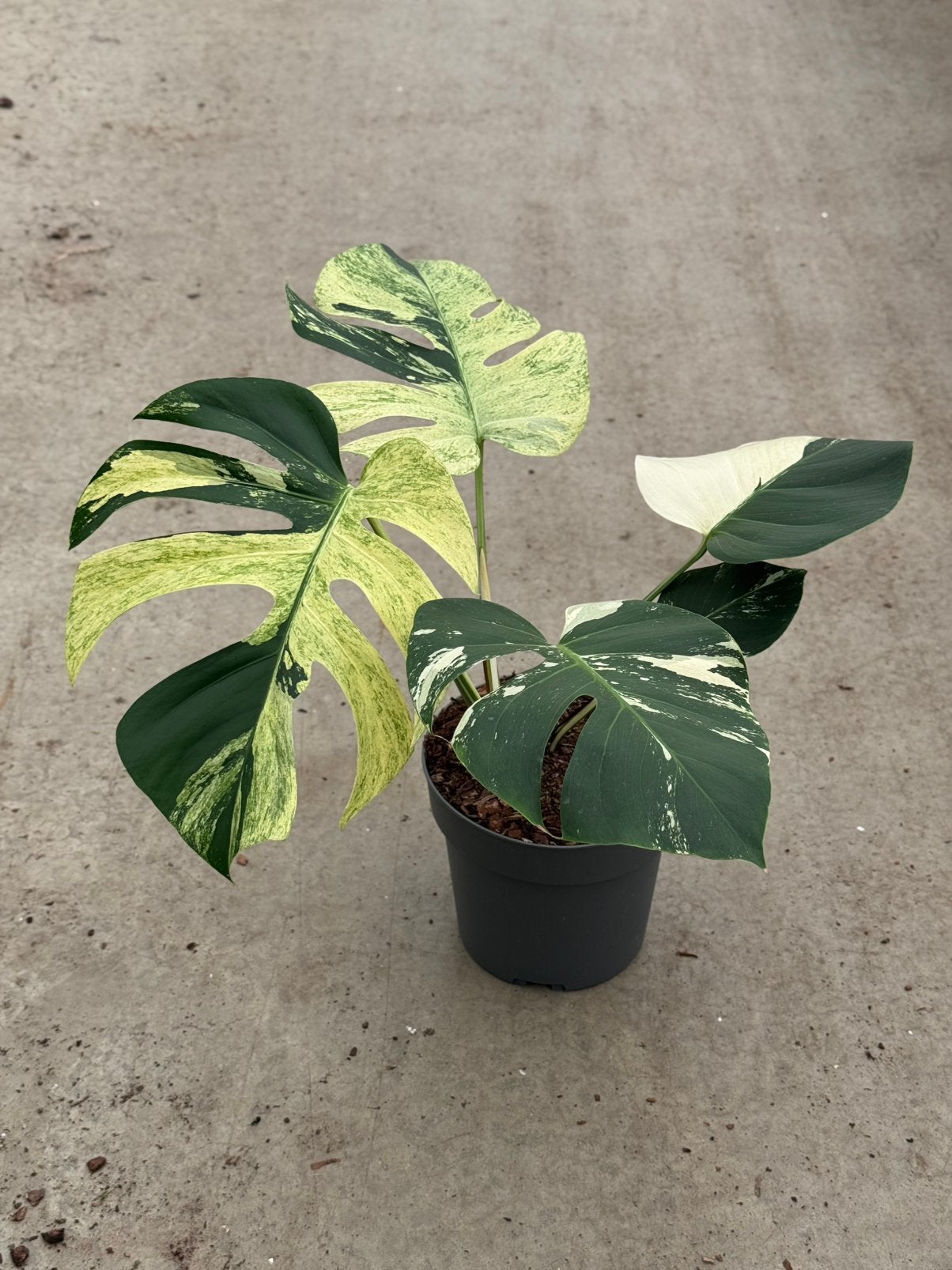 Monstera Jungle Mint, Huis en Inrichting, Kamerplanten, Ophalen of Verzenden, Halfschaduw, Minder dan 100 cm