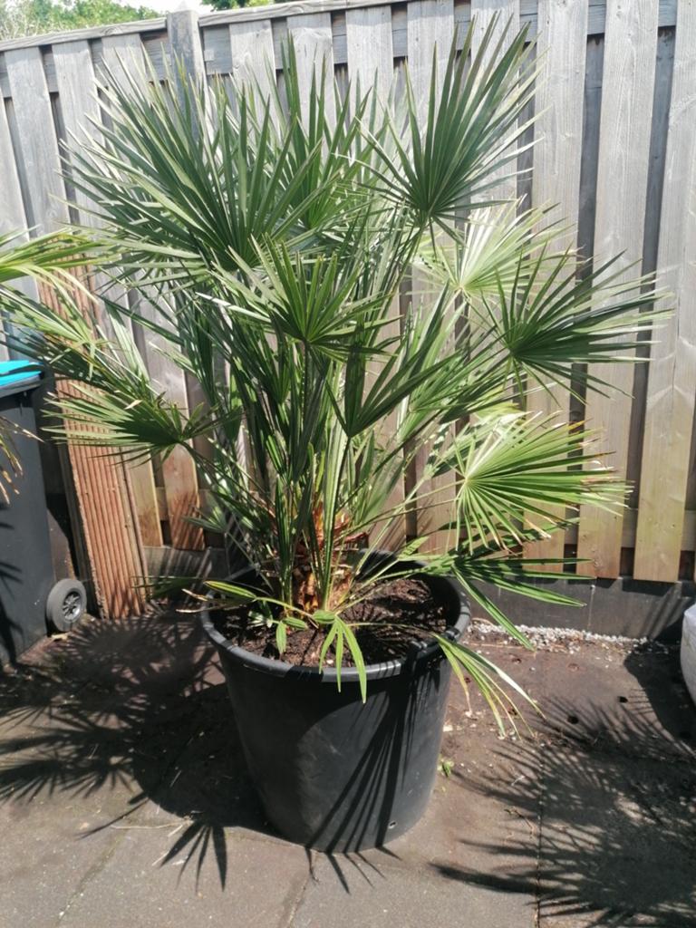Grote palmboom van 130 cm, Tuin en Terras, Planten | Bomen, 100 tot 250 cm, Palmboom, Ophalen, Volle zon