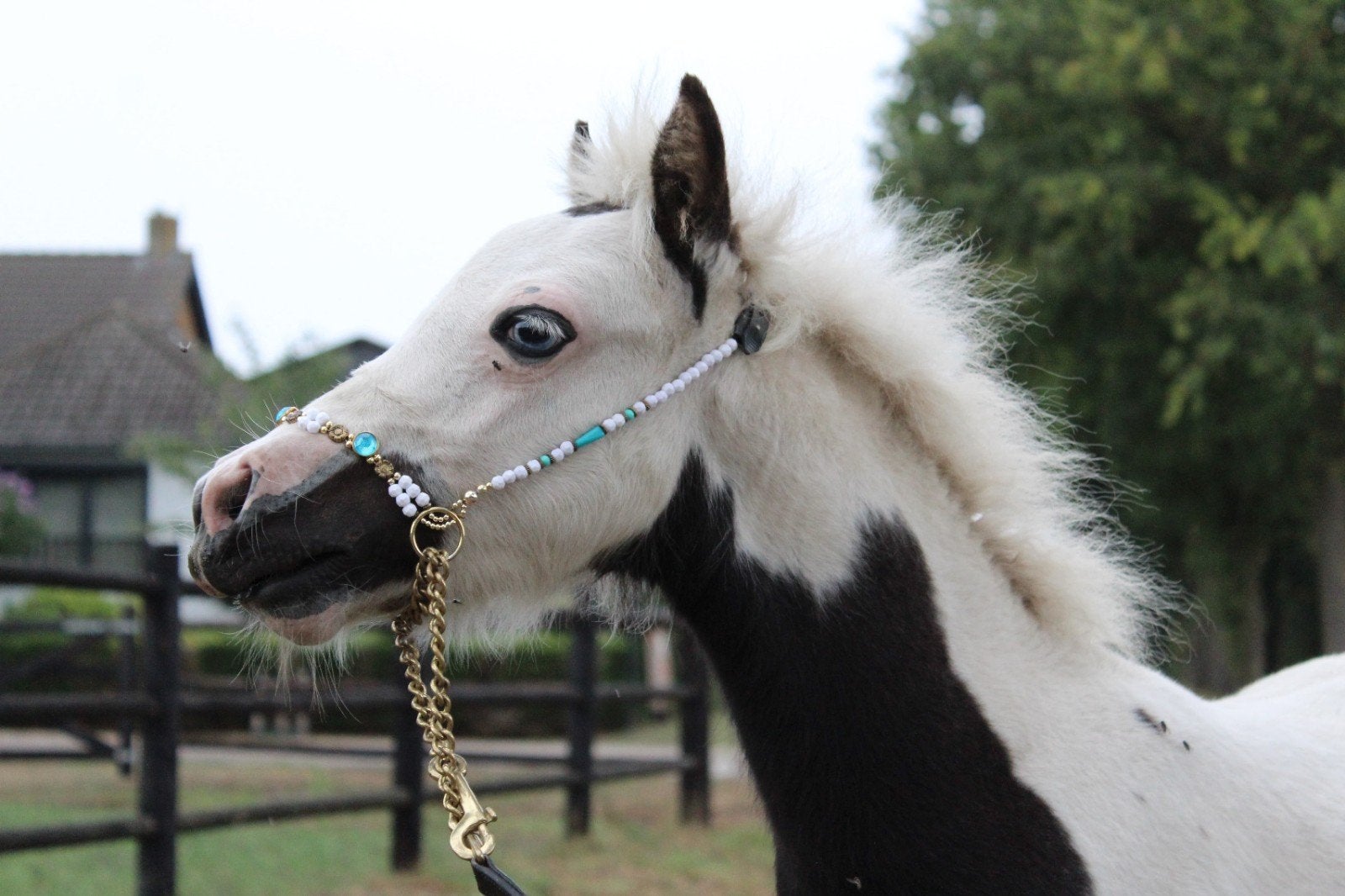 luxe mini paardjes, Dieren en Toebehoren, Meerdere dieren, A pony (tot 1.17m), Met stamboom, 0 tot 2 jaar