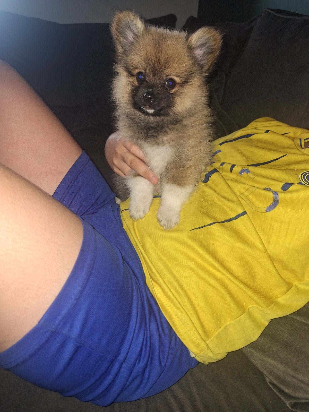 nog 1 reu pup, Reu, 8 tot 15 weken, Eén hond, Klein