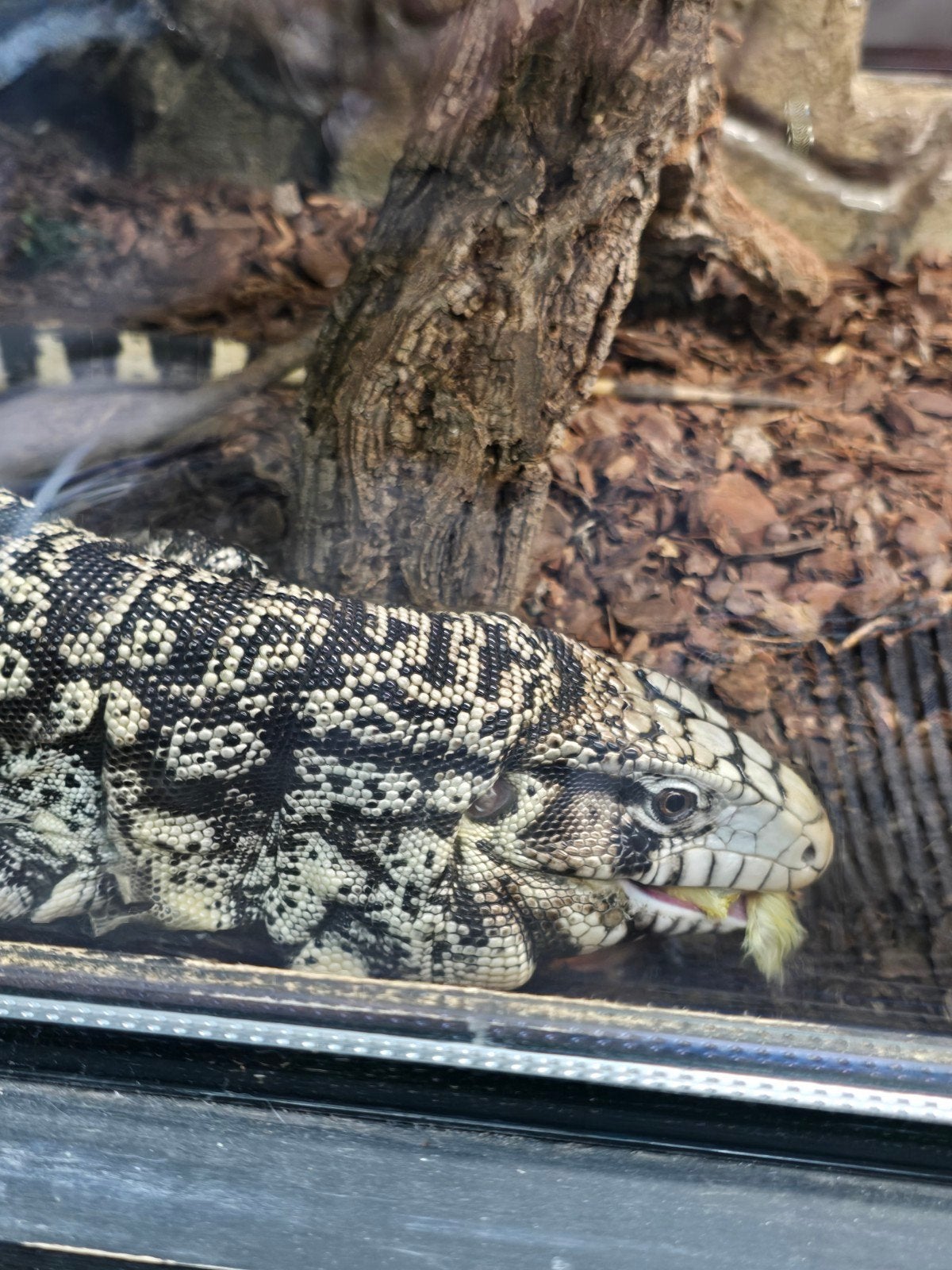 Argentijnse teju (Salvator merianae) – 1.0 man – 3 jaar

Moo Tegu photo 3