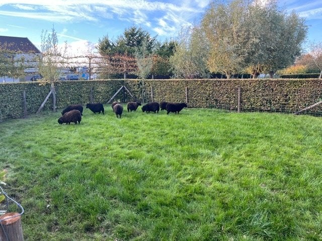 Mooie zwarte Stamboek ouessant ooien te koop, Dieren en Toebehoren, Vrouwelijk, Schaap