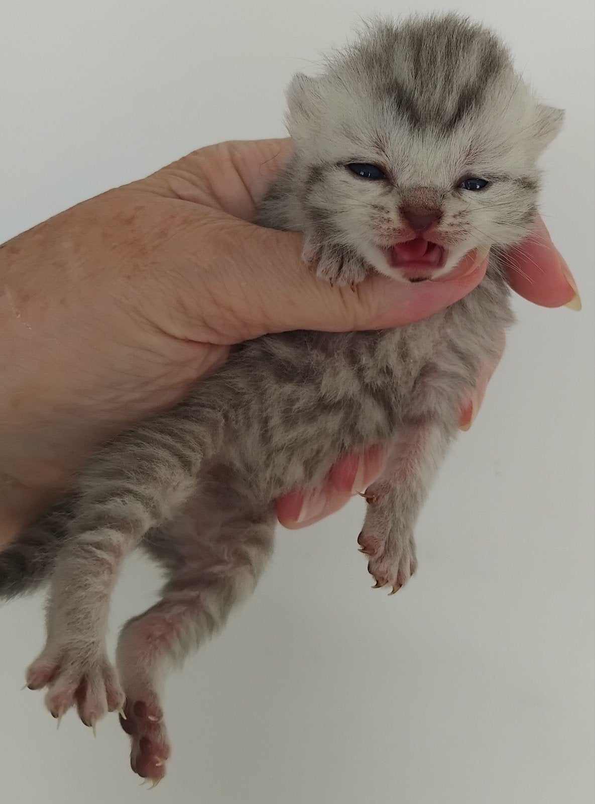 Brits korthaar kittens, blue tabby Blauwe ogen, Meerdere dieren, Kortharig, 0 tot 2 jaar