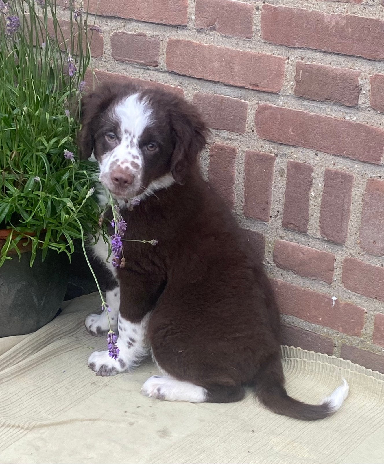 Prachtige FRIESE STABIJ x HEIDEWACHTEL pups, Parvo, Nederland, 8 tot 15 weken, Meerdere