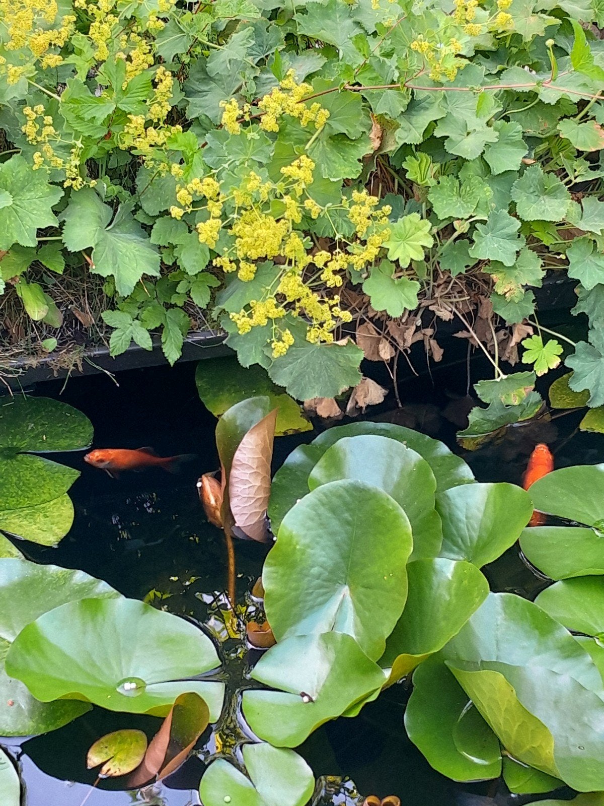 Goudvissen (~16) 5-20cm (GRATIS), Tuin en Terras, Vijvers, Ophalen, Gebruikt