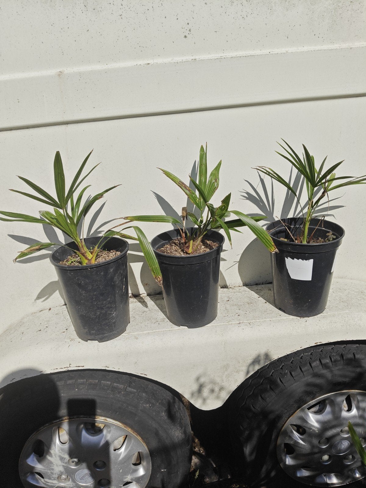 trachycarpus nainital, Tuin en Terras, Ophalen of Verzenden, Minder dan 100 cm, Zomer, Palmboom