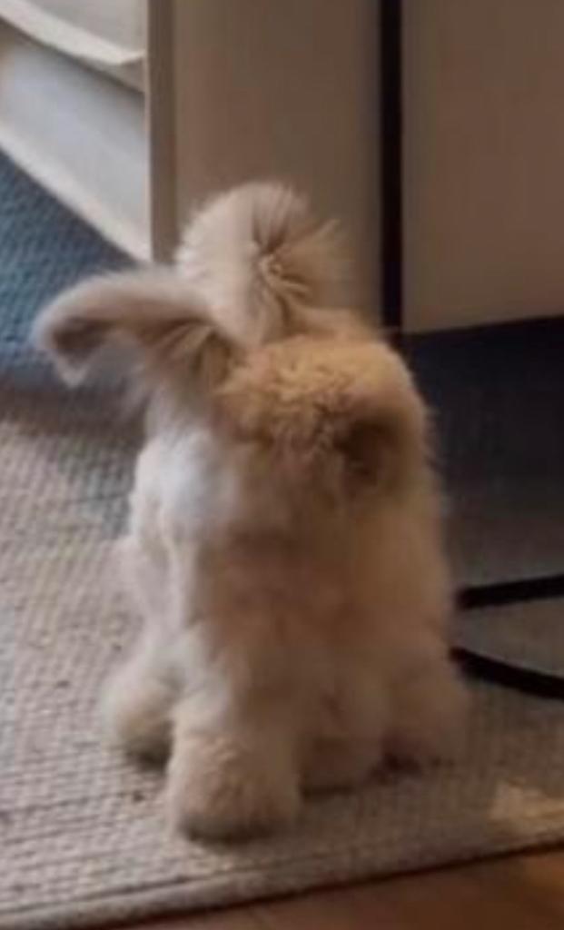 Engelse angora RAM, Mannelijk, Groot