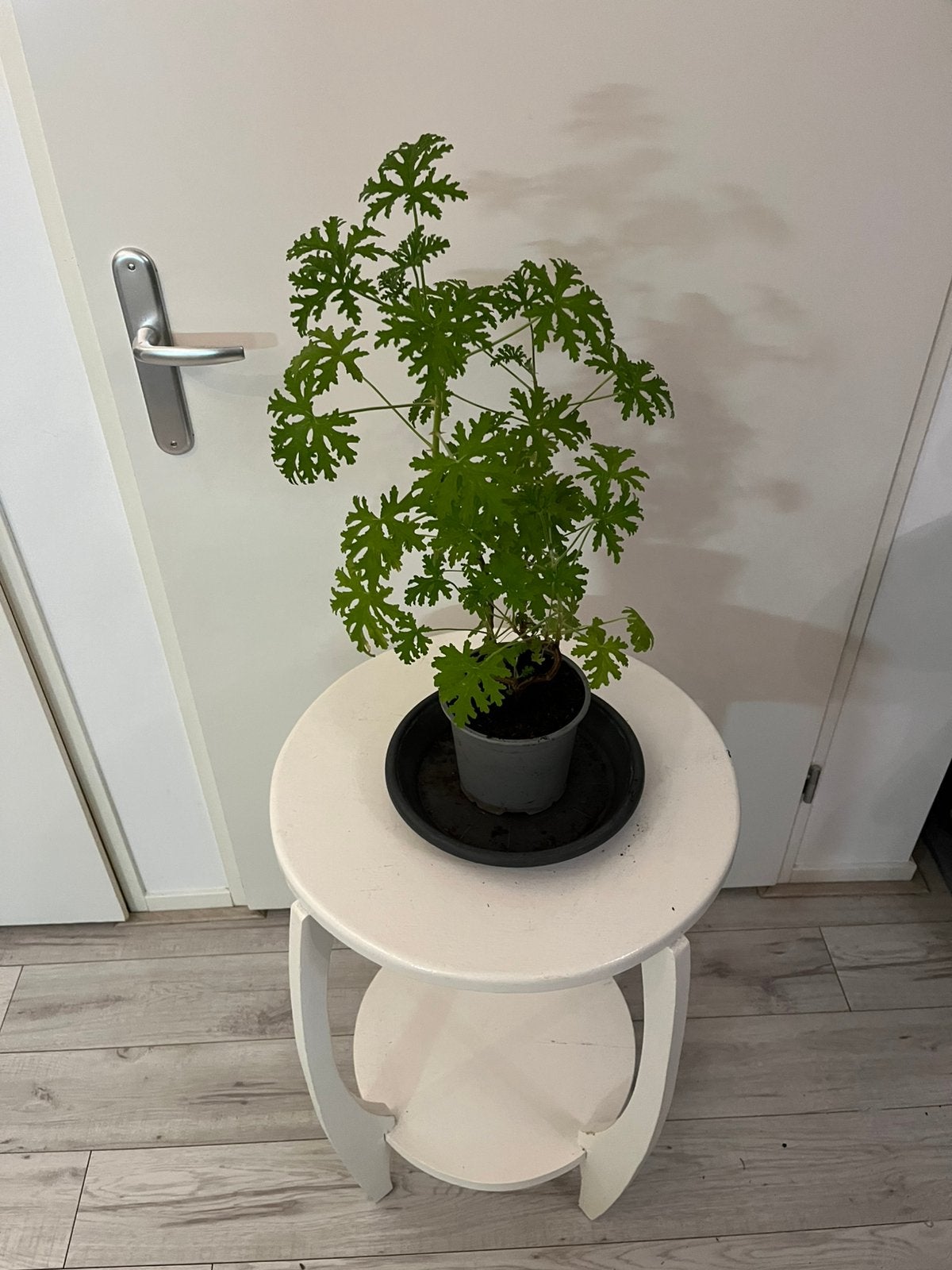 Citroen geranium kamerplant, Ophalen, Halfschaduw, Minder dan 100 cm