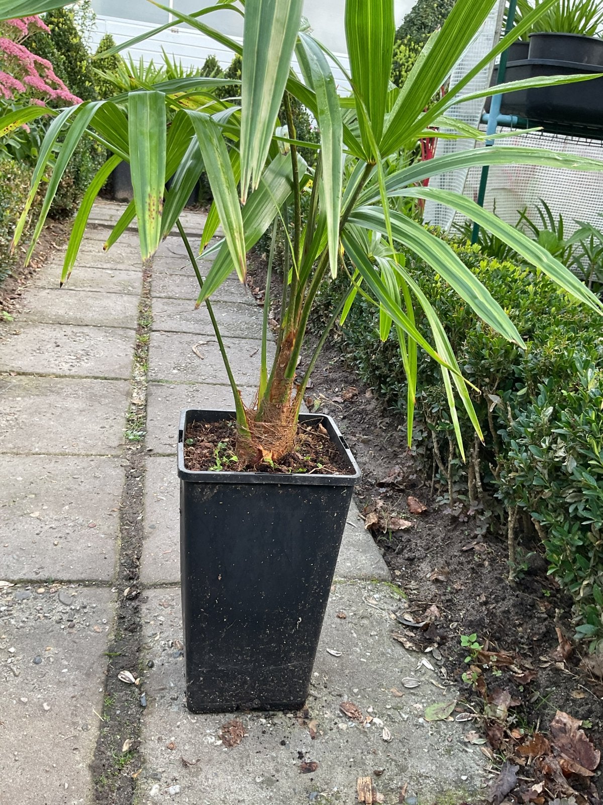 Trachycarpus fortunei palmen, Ophalen, Overige soorten, Volle zon