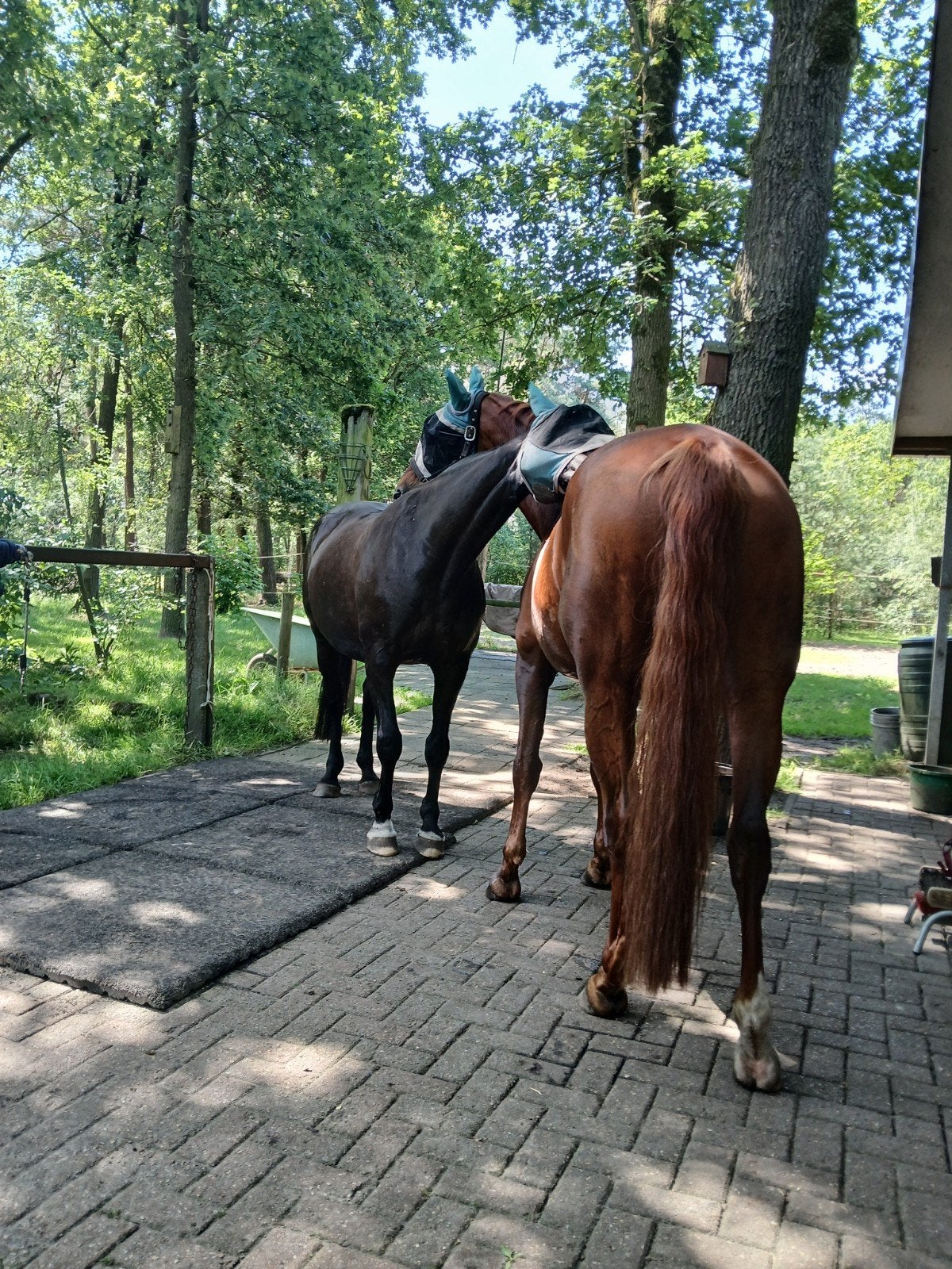 stalling aan het bos te asten vrij vanaf september