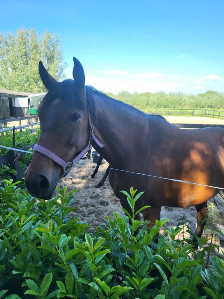 Volbloed paarden, merries., Dieren en Toebehoren, Paarden, Merrie, Zadelmak, 160 tot 165 cm, 3 tot 6 jaar, Recreatiepaard, Gechipt