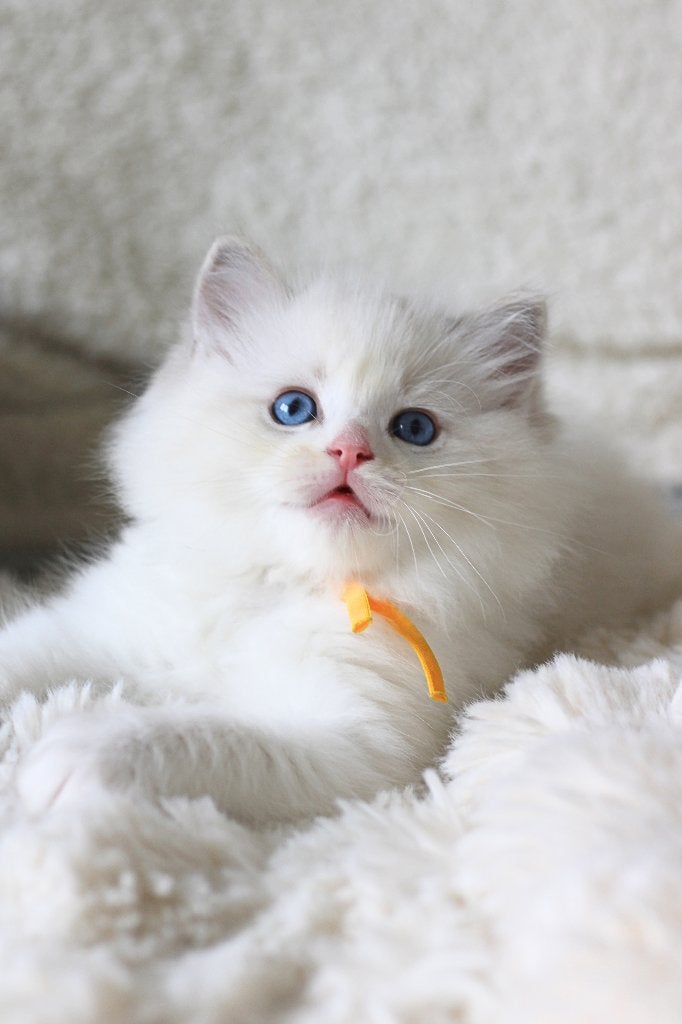 FamilyCats Ragdoll kittens Stamboom Blue Seal Bicolor Lynx, Meerdere dieren, Met stamboom, 0 tot 2 jaar