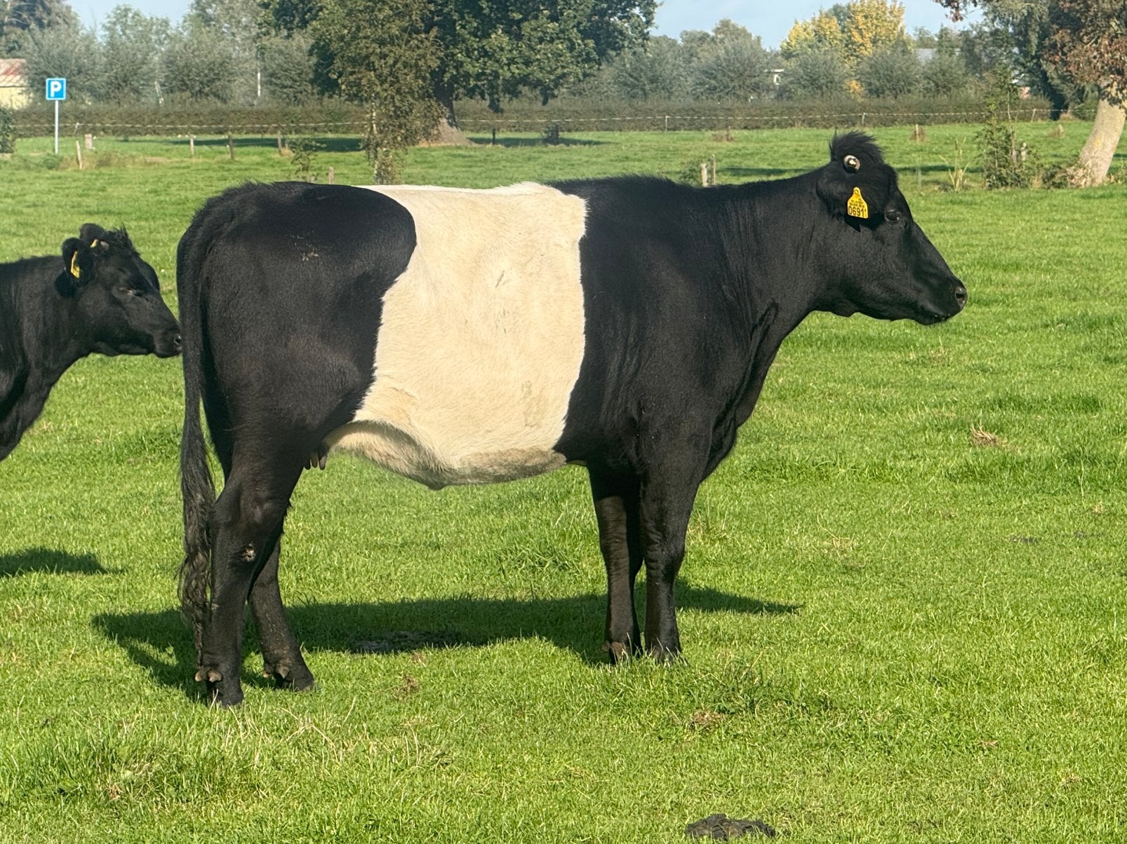 Mooi lakenvelder met vaarskalf  te koop, Vrouwelijk