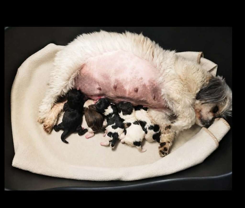 SHIH TZU PUPS, België, Particulier, Overige rassen, 8 tot 15 weken