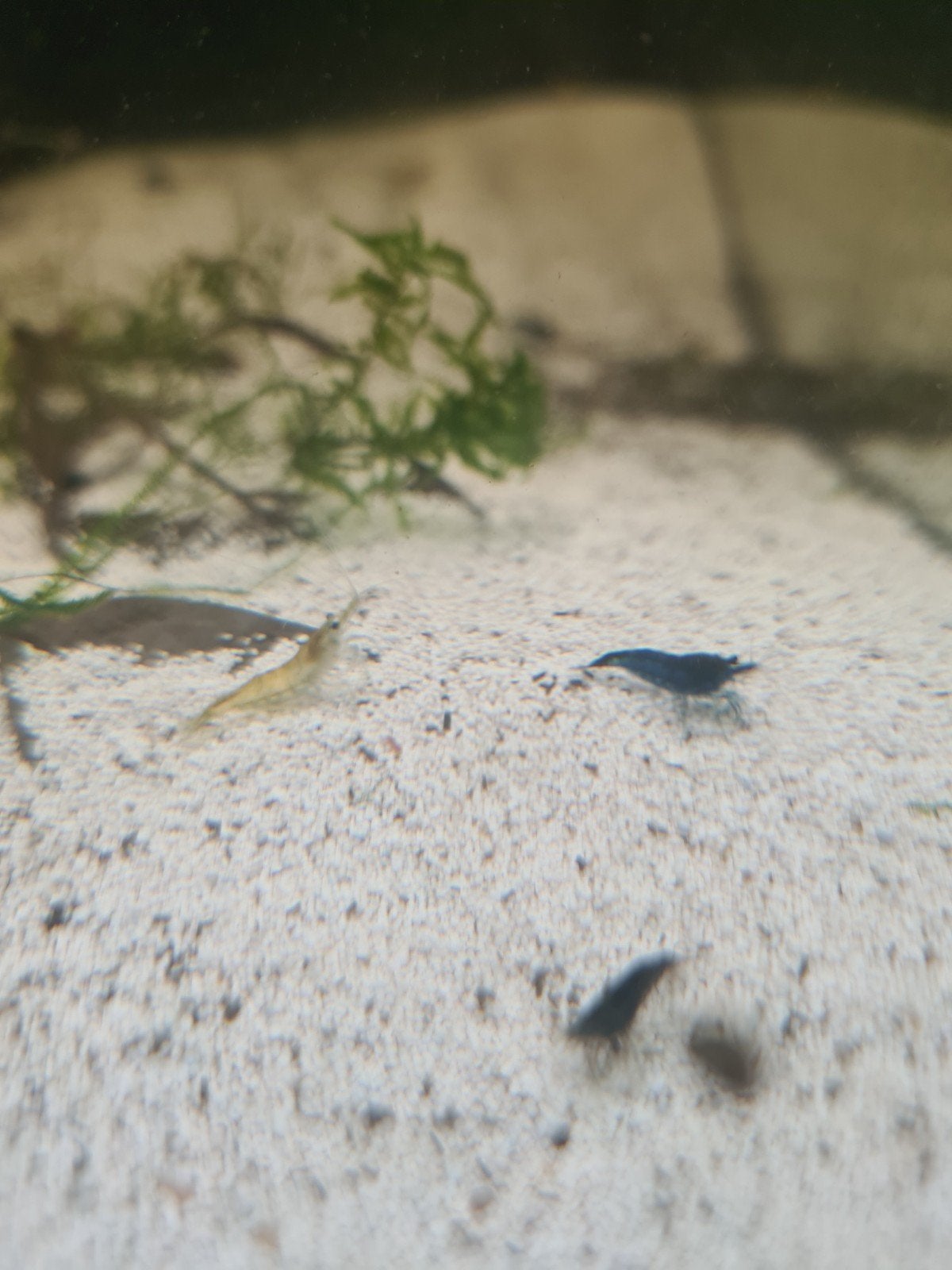 Garnalen te koop, Dieren en Toebehoren, Kreeft, Krab of Garnaal
