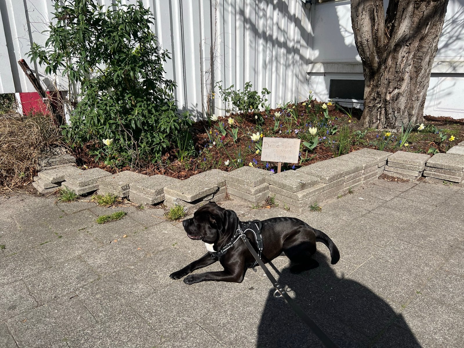 Staffy, Parvo, Reu, Eén hond, Nederland